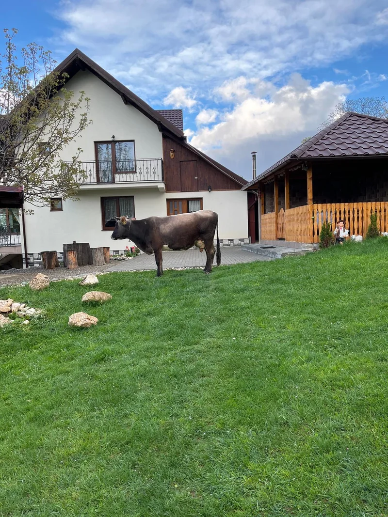Casa, foișorul de lemn și un cal în grădină